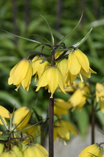 Fritillaria Helena